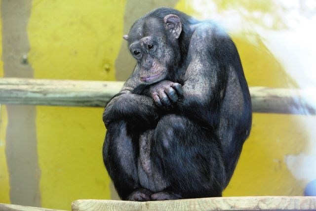 V ljubljanskem živalskem vrtu sta poginila Titi in Joko; okuženi tudi drugi šimpanzi