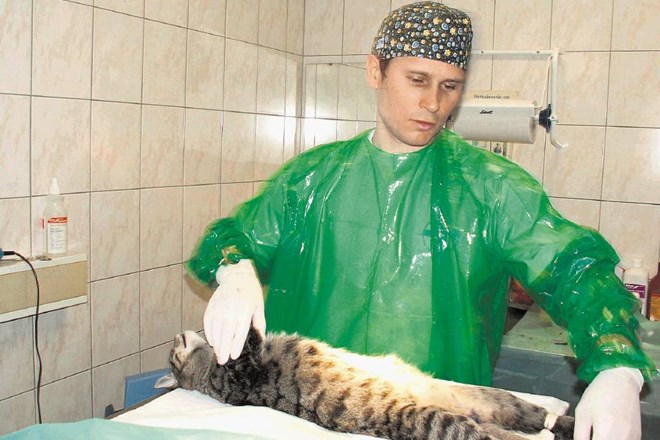 Marko Oman, vodja ljubljanskega zavetišča Gmajnice: Za udomačene mačke, ki so zdrave, poskušamo najti začasne skrbnike in...