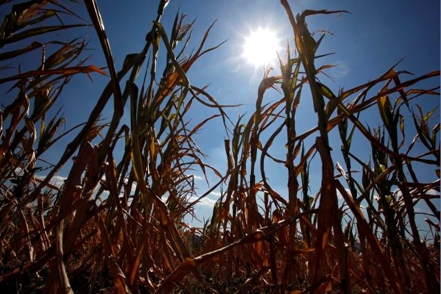 Zaradi suše v kmetijstvu že nastaja nepopravljiva škoda - manj bo koruze, krme in zelenjave