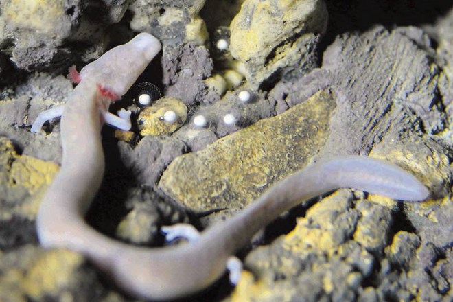 Človeška ribica odlaga jajčeca v akvariju Postojnske jame. Dogodek, kakršnemu doslej v umetnih razmerah v turistični jami še...