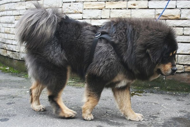 Tibetanski mastif    