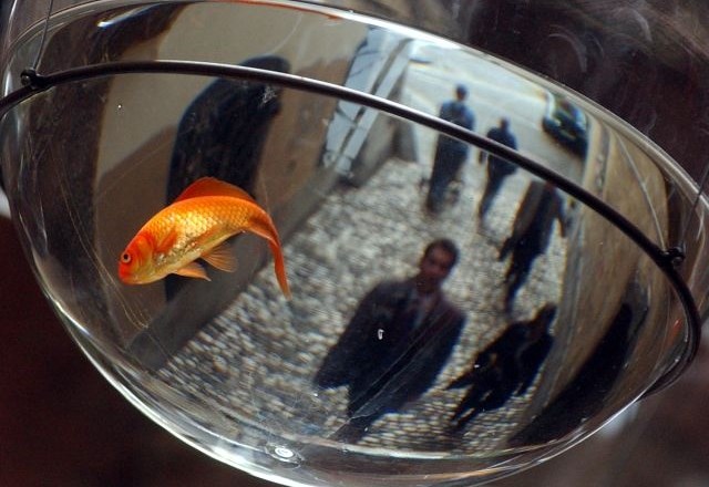 Zlate ribice bodo služile rusko-japonskemu poskusu s področja opazovanja zaprtih ekosistemov v vesolju ter mišične atrofije...