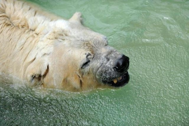 Depresivni argentinski polarni medved čaka na pot v Kanado