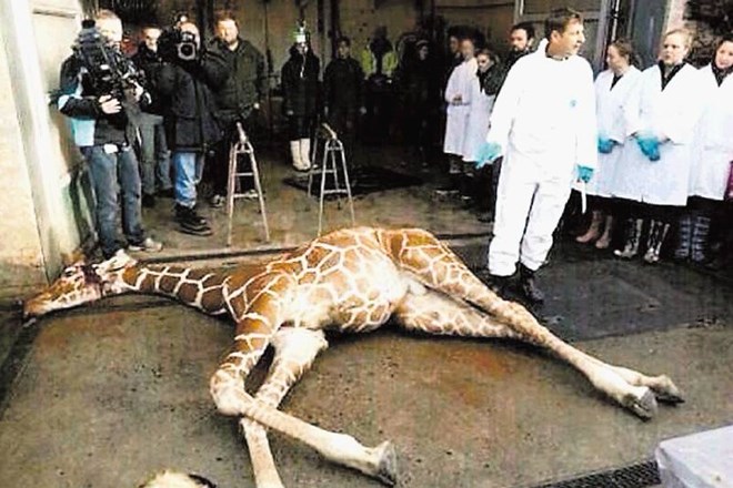 Usmrčena žirafa direktorjeva nočna mora
