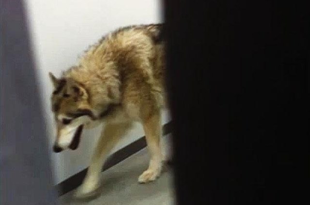 Kate Hansen se je prestrašila »volka« na hodniku. (Foto: Youtube) 