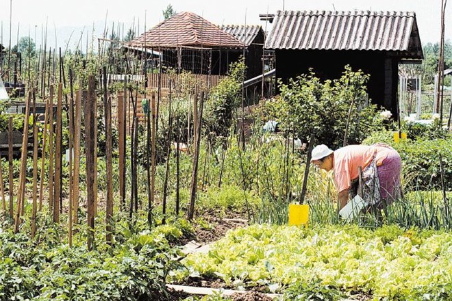 V Novi Gorici so kot eni zadnjih med mestnimi občinami svojim občanom v zakup ponudili urbane vrtove. 