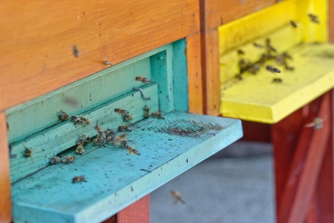 Ljubljanski BTC novo domovanje urbanih čebel