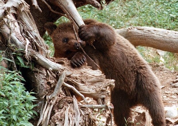 Boj slovenskih medvedov v Pirenejih: Slavnega Balouja so našli mrtvega
