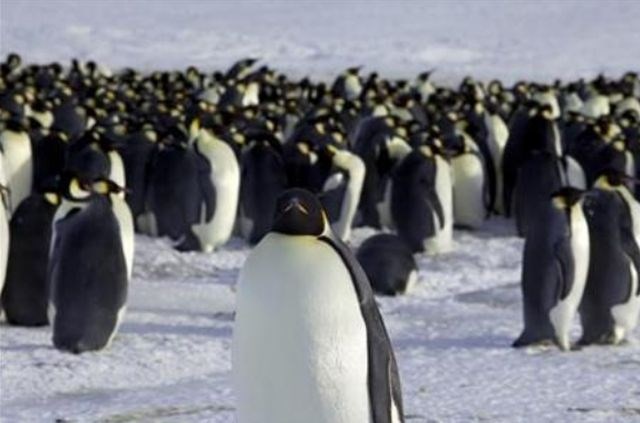Cesarskim pingvinom na Antarktiki zaradi segrevanja ozračja grozi izumrtje