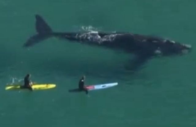 Bližnje srečanje deskarjev z ogromnim kitom (video)