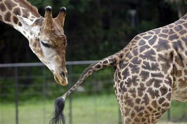 Med prevozom žirafa z glavo udarila v nadvoz in poginila