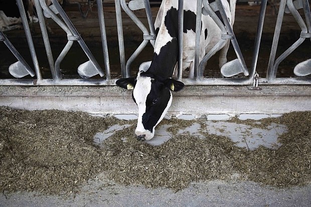 Rusija zaradi bolezni norih krav prepovedala uvoz govedine iz Romunije; iz drugih držav pa zaradi sankcij