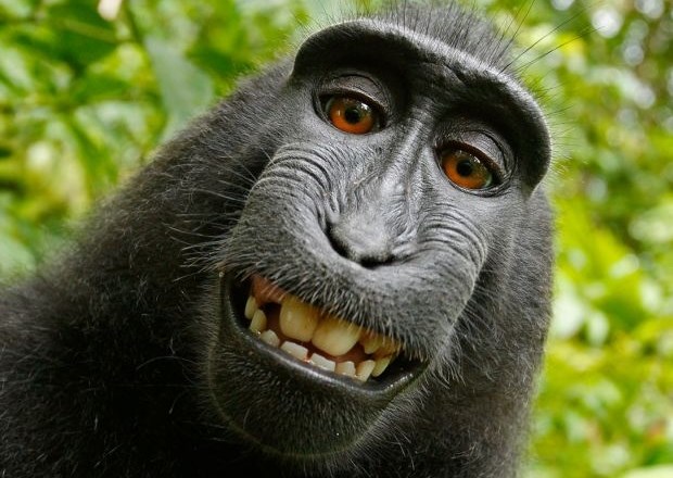 Čigav je zabaven selfie nasmejanega makaka?