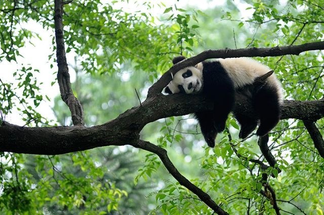 Panda za dodatne priboljške morda hlinila nosečnost