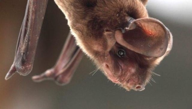 Ameriški fotograf: Mojo sliko netopirja na slovenski znamki uporabili brez dovoljenja