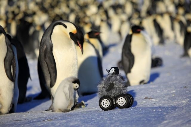 V pingvina preoblečen robot živali ni motil. (Foto: AP) 