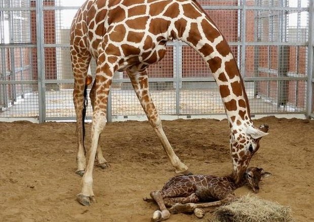 Mala žirafa bo imela 50 tisoč dolarjev vredno ime 