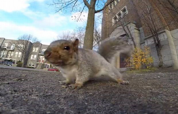 Ko radovedna veverica spozna kamero GoPro (video dneva) 