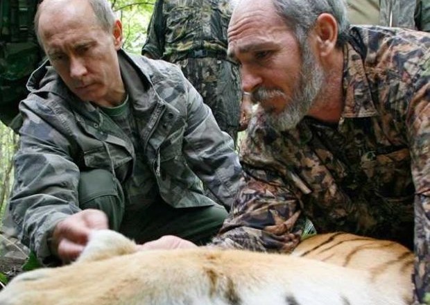 Putin v naravo izpustil sibirskega tigra, ki povzroča preglavice kitajskim kmetom 