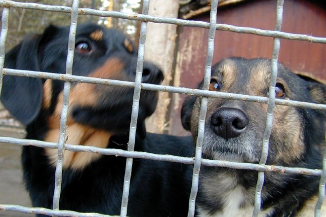 Začeli soditi organizatorjem pasjih bojev v Litiji