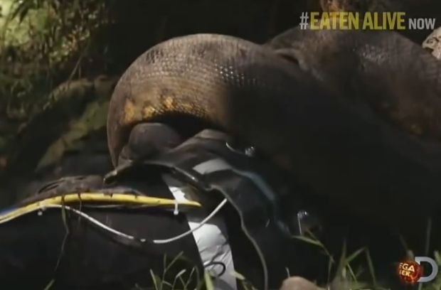 Živ požrt: Preklical podvig, ker mu je anakonda skoraj zlomila roko (video) 