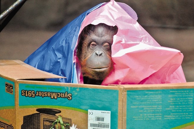 Orangutanka Sandra si je kot »nečloveška oseba« prislužila preselitev iz živalskega vrta v zavetišče za živali, kjer bo...