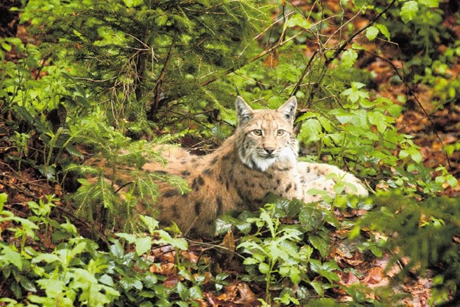 Če bo evropska komisija potrdila projekt Life Links Lynx (Ris povezuje), se bo v Slovenijo in na Hrvaško v prihodnjih letih...