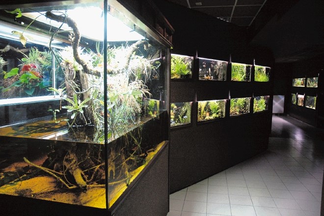 Idrijskemu Akvariju M, ki velja za enega najlepših v Sloveniji, grozi zaprtje. V najslabšem primeru pa bodo na tisoče rib in...