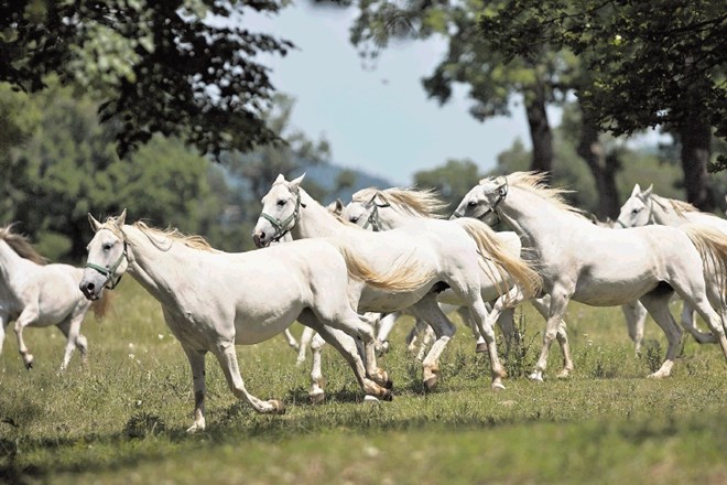Če bi v Lipici ugasnila gostinsko-turistična dejavnost, bi to zaradi manjšega obiska letne prihodke kobilarne  oklestilo za...