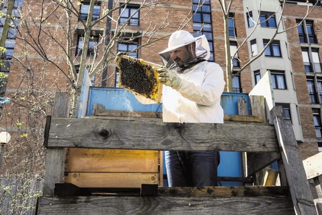 Urbani čebelar Gorazd Trušnovec v desetih panjih na treh lokacijah v Ljubljani pridela okrog 150 kilogramov mestnega medu,...