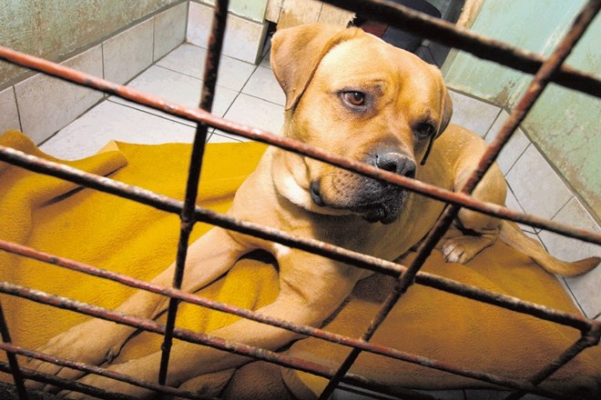 V Obalnem društvu proti mučenju živali zbirajo podpise, da bi zavetišče v Sv. Antonu še naprej vodila neprofitna...
