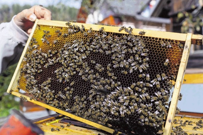Z odnašanjem cvetnega prahu čebelar čebele spodbuja k njegovemu nabiranju, saj se poveča tako  število čebel, ki izletavajo...