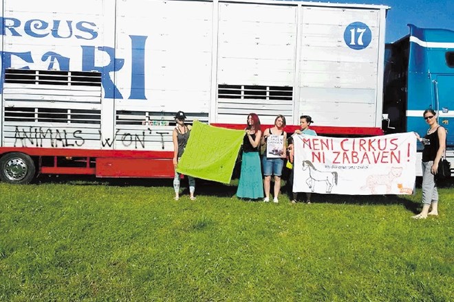 Aktivisti so nedavno protestirali pred cirkuškim tovornjakom v Kranju. Kaže, da organizatorjem ne bo uspelo imeti cirkusa še...