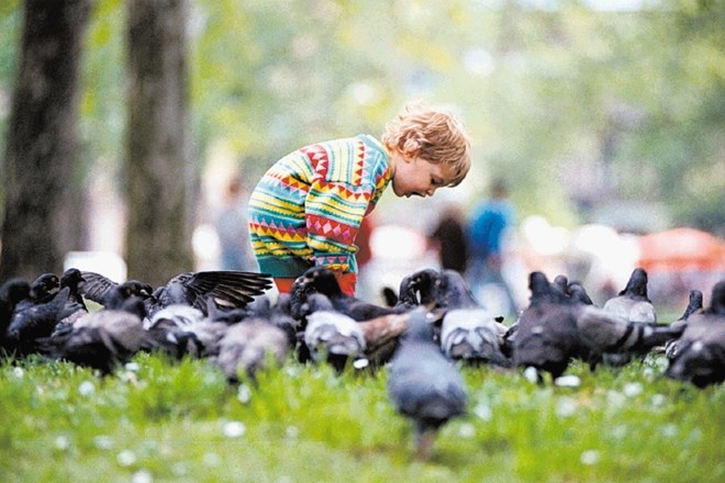 Otrok hrani golobe v enem od mestnih parkov. 