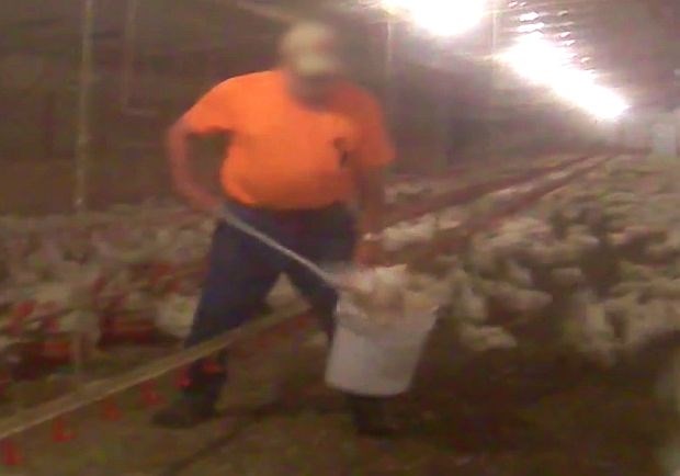 Video dneva: Šokantni posnetki nehumanega ravnanja s piščanci in druga plat zgodbe
