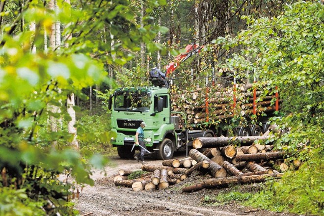 Država želi prodajo lesa iz državnih gozdov z novim zakonom prevzeti v svoje roke. Poznavalci razmer menijo, da se to ne bo...