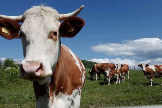 V britanskem referenčnem laboratoriju so ugotovili, da je imela belokranjska krava atipično obliko BSE