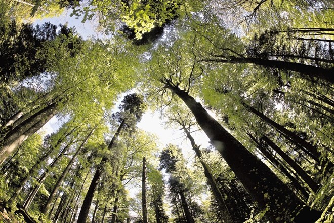 Bo lahko novo gozdarsko podjetje les iz državnih gozdov v večji meri prodajalo domači lesnopredelovalni industriji? Samo...