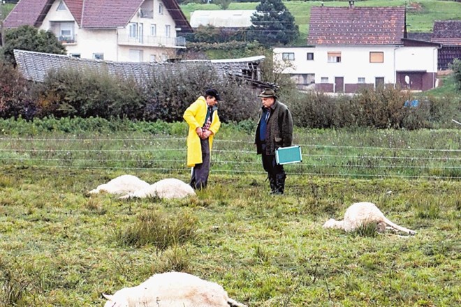 Marjan Kržič iz vasi Pako pri Borovnici si je pred tednom dni v družbi lovca  ogledoval razmesarjene ovce. 