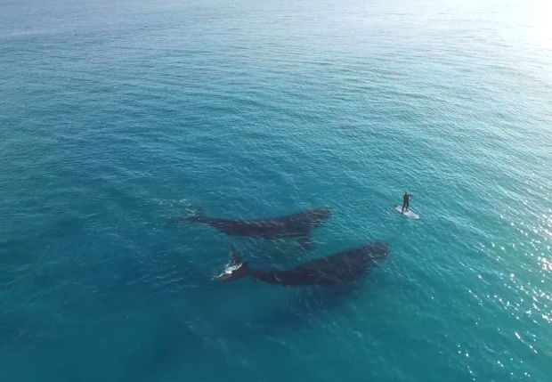 Pri supanju v Avstraliji sta se mu pridružila kita