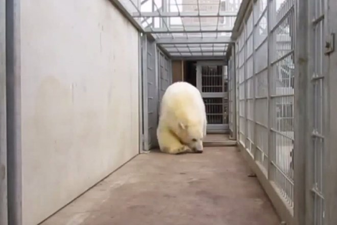 Migrante v tovornjaku presenetil polarni medved