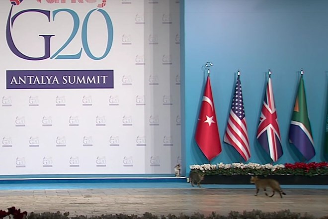 Tri mačke zasenčile vodje držav G20