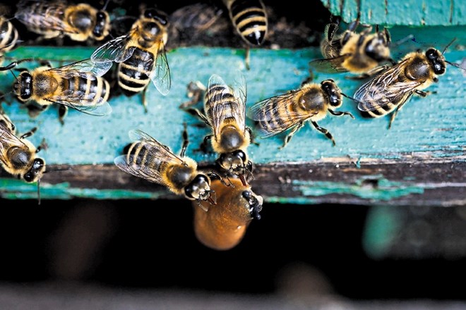 Zanimivo je, da si čebelarji po spletu že vsaj deset let dopisujejo, kako uporabljajo palčke z Vrhnike, in drug drugega...