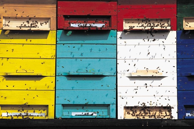 Čebelarji že vrsto let opozarjajo, da so registrirana zdravila, ki jim jih ponujajo veterinarji, neučinkovita in tudi veliko...