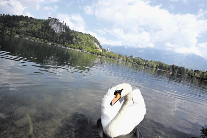 Blejsko jezer bodo jutri obdali obiskovalci, ki bodo skušali prireditev  Olimpijski krog varnosti zapisati v Guinnessovo...