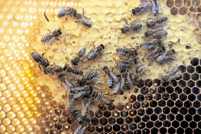 Milan Meglič, ki čebele zdravi izključno z naravnimi sredstvi, saj meni, da kemija ne sodi v panje, ocenjuje, da je zdaj...