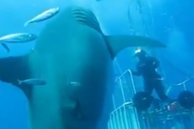 Posnetek največjega morskega psa doslej