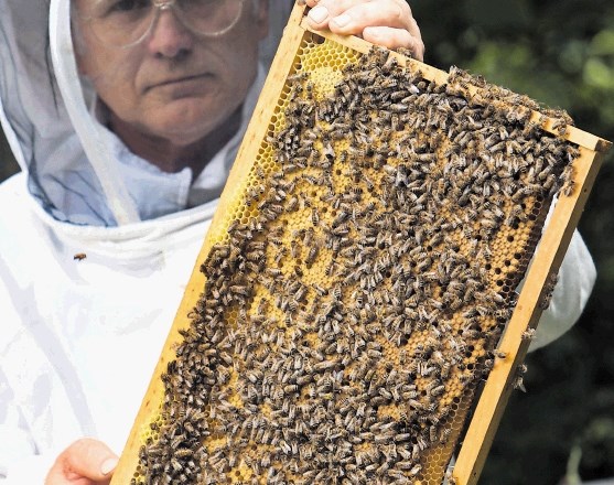 Čebelarji so bili zelo zavedeni, meni Janez Hribar, predsednik sveta za varno hrano. 