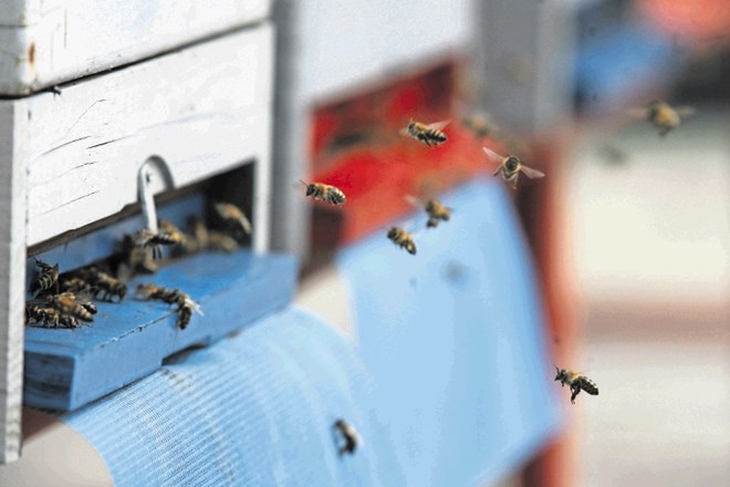 Eden najbolj priljubljenih čebeljih pridelkov je propolis, v katerem so odkrili precej ostankov kemikalij za zatiranje varoj....