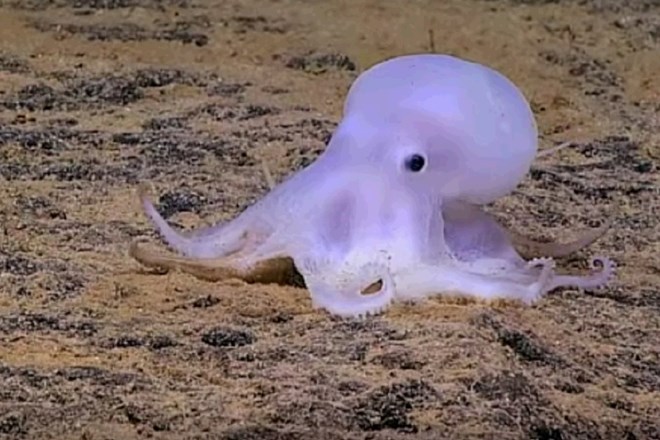Odkrili novo vrsto hobotnice, ki spominja na duhca